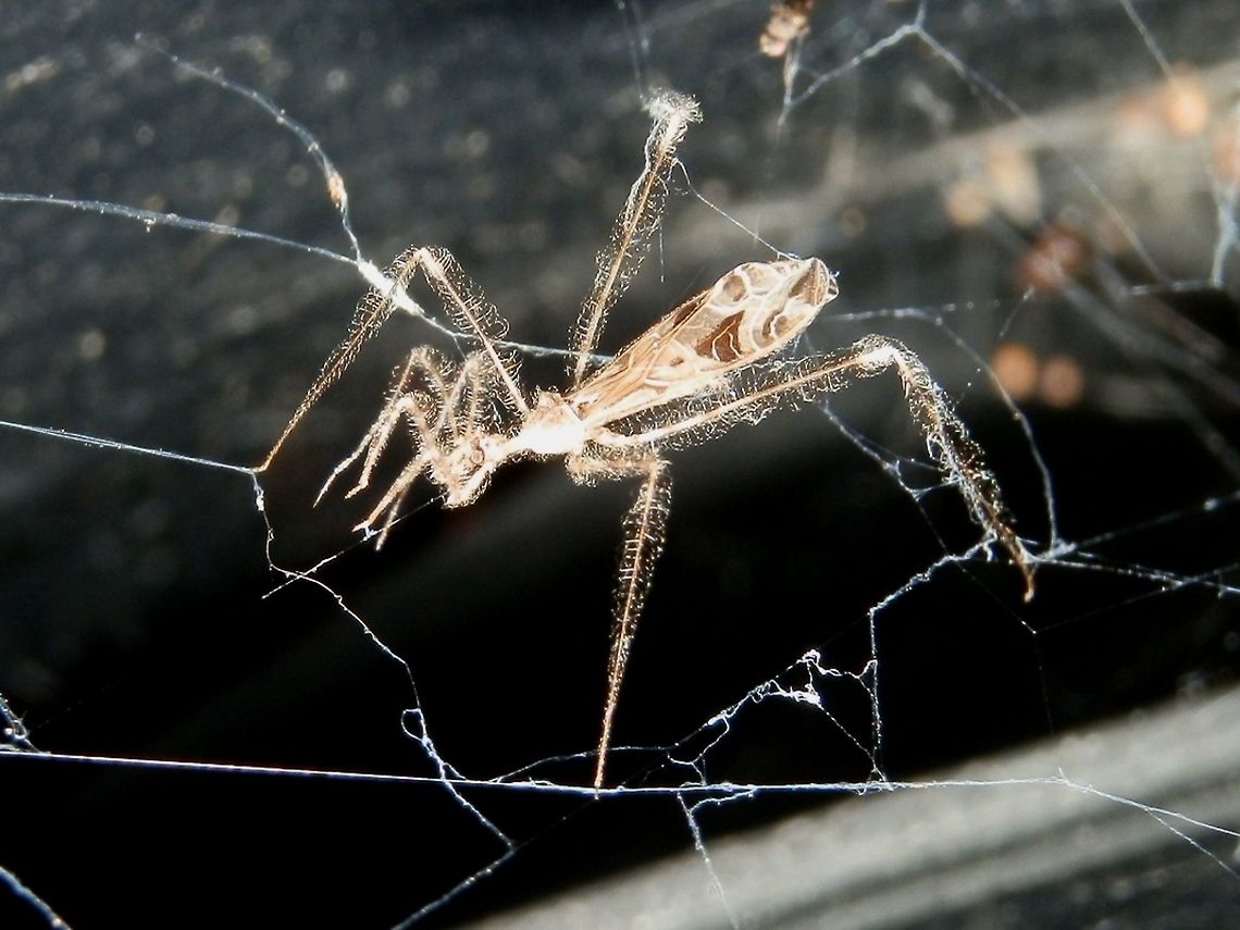 Thread-legged Bug (Stenolemus bituberus) A delicate predacious insect from the Reduviidae family. It&#039;s long legs were covered with fuzzy setae (hairs). The mid and hind legs were resting on the web silk while the front pair of legs were held up folded in front of the head. The antennae looked much like another pair of legs. Wings were white with brown patterns.<br />
This species preys on a variety of spiders. It uses the antennae to pluck on web silk , thus luring the spider close and when close enough, the bug stabs the spider with its rostrum. <br />
This one was spotted on the outer webbing of a spider&#039;s home ! Australia,Geotagged,Spring,Stenolemus bituberus