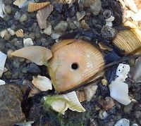 Thin-ribbed Cockle (Fulvia tenuicostata) This was one among many shells on the shore however, it had a neatly drilled hole with beveled inner edge on the part where the cockle would have been most fleshy. I found a few of these shells with holes as I walked along the shore. Investigating further, I found that these holes were made by the predacious Sordid Moon Snail (Polinices sordidus). Although I could not find the snail I found tracks on the sand. The snail would have drilled through the cockle shell and feasted on the flesh within.<br />
My next spotting shows the egg mass of this snail, a common sighting in these parts.<br />
http://www.jungledragon.com/image/36896 Australia,Cardium racketti,Common Southern Cockle,Fulvia tenuicostata,Geotagged,Summer