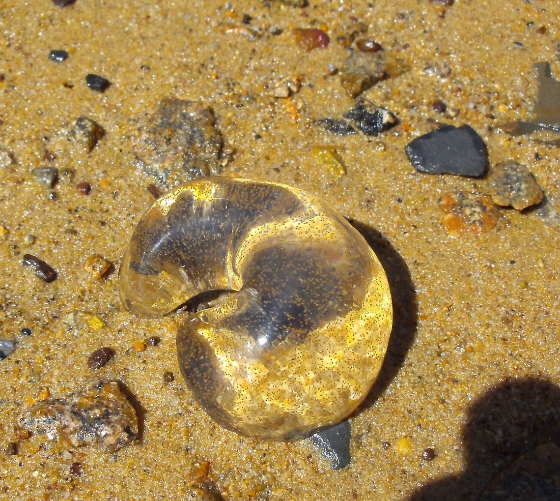 Sordid Moon Snail's Egg Mass (Polinices sordidus) Also called Sausage Jelly, this ring-shaped jelly mass contains minute eggs of the Sordid Moon Snail - seen here as tiny yellow specks within the jelly. This is a common sight along the shore in the mangrove mudflats in these parts.<br />
The eggs are laid in a jelly matrix which swells up after absorbing water. After a few days, the jelly breaks up releasing the developing larvae as plankton into the sea. Adult moon snails predate on cockles and clams by drilling holes through the shell as in <br />
<figure class="photo"><a href="https://www.jungledragon.com/image/36895/thin-ribbed_cockle_fulvia_tenuicostata.html" title="Thin-ribbed Cockle (Fulvia tenuicostata)"><img src="https://s3.amazonaws.com/media.jungledragon.com/images/2767/36895_thumb.jpg?AWSAccessKeyId=05GMT0V3GWVNE7GGM1R2&Expires=1759968010&Signature=bXaVqL74b%2FPBQIU9%2BCf9y0lIgQ0%3D" width="200" height="180" alt="Thin-ribbed Cockle (Fulvia tenuicostata) This was one among many shells on the shore however, it had a neatly drilled hole with beveled inner edge on the part where the cockle would have been most fleshy. I found a few of these shells with holes as I walked along the shore. Investigating further, I found that these holes were made by the predacious Sordid Moon Snail (Polinices sordidus). Although I could not find the snail I found tracks on the sand. The snail would have drilled through the cockle shell and feasted on the flesh within.<br />
My next spotting shows the egg mass of this snail, a common sighting in these parts.<br />
http://www.jungledragon.com/image/36896 Australia,Cardium racketti,Common Southern Cockle,Fulvia tenuicostata,Geotagged,Summer" /></a></figure> Australia,Geotagged,Polinices sordidus,Sordid Moon Snail,Summer