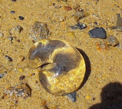 Sordid Moon Snail's Egg Mass (Polinices sordidus) Also called Sausage Jelly, this ring-shaped jelly mass contains minute eggs of the Sordid Moon Snail - seen here as tiny yellow specks within the jelly. This is a common sight along the shore in the mangrove mudflats in these parts.
The eggs are laid in a jelly matrix which swells up after absorbing water. After a few days, the jelly breaks up releasing the developing larvae as plankton into the sea. Adult moon snails predate on cockles and clams by drilling holes through the shell as in 
http://www.jungledragon.com/image/36895/thin-ribbed_cockle_fulvia_tenuicostata.html Australia,Geotagged,Polinices sordidus,Sordid Moon Snail,Summer