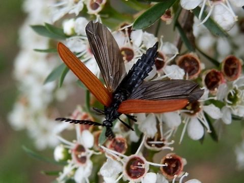 Long-nosed Lycid Beetle (Porrostoma rhipidium) This 20 mm beetle had bright brick red ridged elytra and darkly tinted hind wings. The abdomen was dorso-ventrally flattened and a glossy black. Antennae had serration along the inner side. The long rostrum is just visible.
I have never been able to get a shot with its wings open and in flight - so this was lucky opportunity for me ! 
Spotted on a tea-tree bush in a nature reserve. Australia,Geotagged,Long-nosed Lycid Beetle,Porrostoma rhipidium,Spring