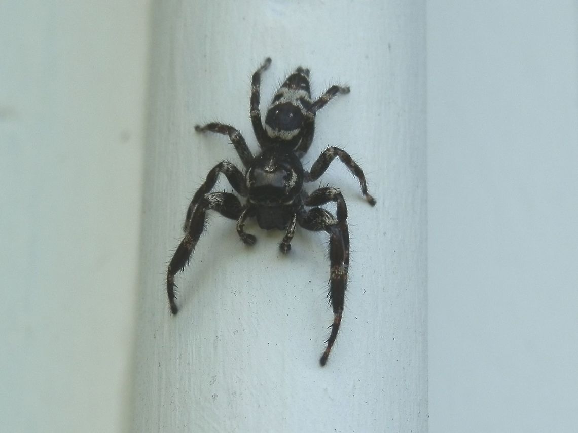 Ludicra Jumping Spider - male (Sandalodes suberbus) Described as the largest and most robust of its species, this very dark jumping spider was about 13 mm long. Fangs were large and above dark eyes was a furry brow. Palps were dark and long. Front legs were long and had faint white banding like the other legs. The abdomen had a thin white line along the anterior margin and a flattened &quot;x&quot; pattern in white. two pairs of white specks were seen in front of and posterior to the X mark.<br />
This species can deliver a painful bite (with no serious after-effects) and is capable of spanning a 30 cm gap in one jump. <br />
This spider was trying to catch a small fly in a local garden.  Australia,Geotagged,Sandalodes superbus,Spring