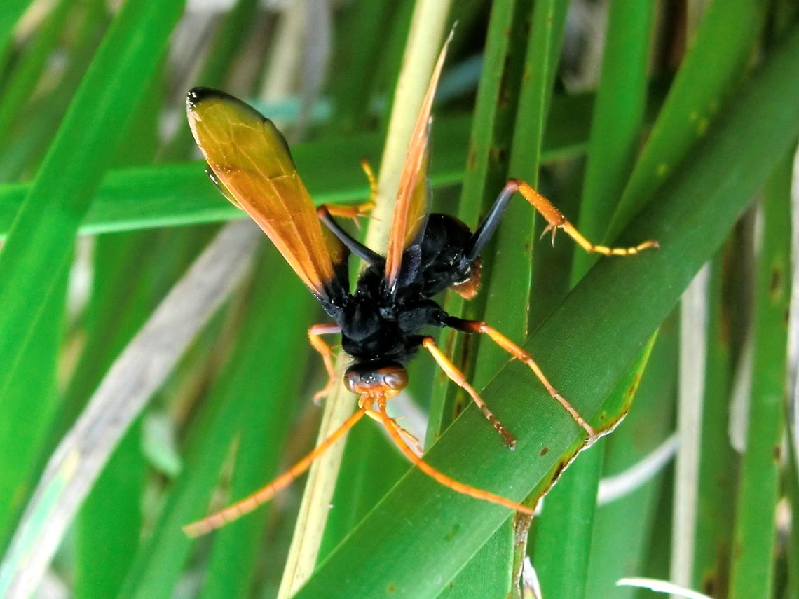 Spider-hunting Wasp (Cryptocheilus bicolor) A menacing-looking yet magnificent wasp about 30 to 35 mm long. It was especially striking when flying. It had brilliant orange wings, antennae, frons on head and tibiae and tarsi. There was also an orange band on an abdominal segment. The black was so deep on a &quot;muscular&quot; thorax and first few segments of abdomen. The femurs were also black as were the base of the wings. Eyes were red.<br />
Spotted on Gahnia (native sword grass) in a park. Australia,Cryptocheilus bicolor,Geotagged,Summer