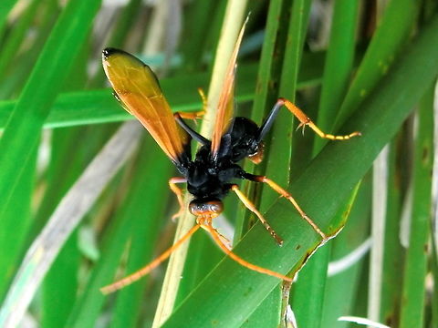 Spider-hunting Wasp (Cryptocheilus bicolor) A menacing-looking yet magnificent wasp about 30 to 35 mm long. It was especially striking when flying. It had brilliant orange wings, antennae, frons on head and tibiae and tarsi. There was also an orange band on an abdominal segment. The black was so deep on a "muscular" thorax and first few segments of abdomen. The femurs were also black as were the base of the wings. Eyes were red.
Spotted on Gahnia (native sword grass) in a park. Australia,Cryptocheilus bicolor,Geotagged,Summer