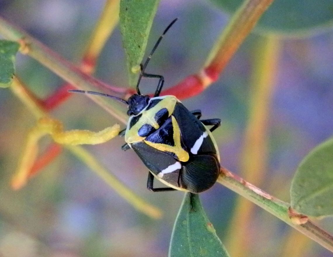 Pentatomid Bug - adult (Commius elegans) A spectacular black stink bug with a yellow  and white patterns on thorax and wings.  Legs and antennae were also  black. The underside was white.<br />
This one was seen clambering over an Acacia bush but they are usually found on the native Cherry Ballart (Exocarpos cupressiformis). Australia,Commius elegans,Geotagged,Spring