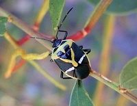 Pentatomid Bug - adult (Commius elegans) A spectacular black stink bug with a yellow  and white patterns on thorax and wings.  Legs and antennae were also  black. The underside was white.<br />
This one was seen clambering over an Acacia bush but they are usually found on the native Cherry Ballart (Exocarpos cupressiformis). Australia,Commius elegans,Geotagged,Spring