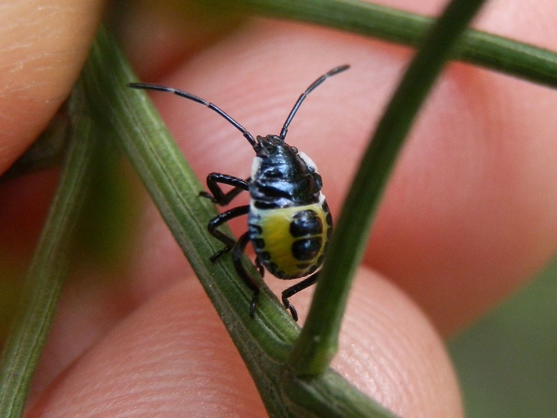 Pentatomid Bug - early instar (Commius elegans) This is a nymph of the cherry ballart bug ( seen in link below) which is in its early stage of development. As the nymph  enlarges between moults, the yellow on the yet wingless body becomes more prominent and the black patches along the midline of the abdominal segments become smaller. The early nymphs are often seen clustered around the eggs. They disperse as they grow.<br />
This nymph was seen with other younger and older ones  on the Cherry Ballart on which they feed.<br />
<br />
<figure class="photo"><a href="https://www.jungledragon.com/image/37021/pentatomid_bug_-_adult_commius_elegans.html" title="Pentatomid Bug - adult (Commius elegans)"><img src="https://s3.amazonaws.com/media.jungledragon.com/images/2767/37021_thumb.jpg?AWSAccessKeyId=05GMT0V3GWVNE7GGM1R2&Expires=1769040010&Signature=DrmLcoObvVGLv766dlJbsF5YyWY%3D" width="200" height="156" alt="Pentatomid Bug - adult (Commius elegans) A spectacular black stink bug with a yellow  and white patterns on thorax and wings.  Legs and antennae were also  black. The underside was white.<br />
This one was seen clambering over an Acacia bush but they are usually found on the native Cherry Ballart (Exocarpos cupressiformis). Australia,Commius elegans,Geotagged,Spring" /></a></figure> Australia,Commius elegans,Geotagged,Spring