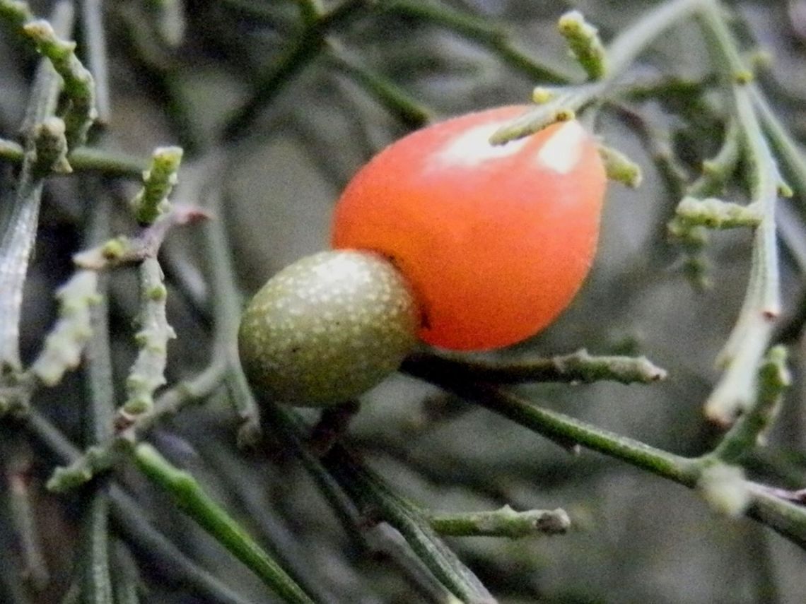 Cherry Ballart (Exocarpos cupressiformis) I've always looked for these expecting to see a "regular" cherry sized fruit but these are very small , about 1 mm long.  The swollen fruit stalk which makes the attractive red "cherry" is actually quite sweet to taste. The hard green part at the end of the cherry is the actual fruit and is inedible. Birds eat the whole fruit and thus disperse the seed. <br />
The tree looks like a cypress pine and hence the name "cupressiformis" and because the seed is apparently external to the fruit, it has been given the name "Exocarpos".<br />
The tree is indigenous to Australia and can be seen in sclerophyll forests.  In the local area, they are seen in large numbers and form food plants for insects like the pentatomid bug, Commius elegans seen here <br />
<figure class="photo"><a href="https://www.jungledragon.com/image/37021/pentatomid_bug_-_adult_commius_elegans.html" title="Pentatomid Bug - adult (Commius elegans)"><img src="https://s3.amazonaws.com/media.jungledragon.com/images/2767/37021_thumb.jpg?AWSAccessKeyId=05GMT0V3GWVNE7GGM1R2&Expires=1770854410&Signature=bSMIlnf3U%2BqasYjNPoY1ufPmEVQ%3D" width="200" height="156" alt="Pentatomid Bug - adult (Commius elegans) A spectacular black stink bug with a yellow  and white patterns on thorax and wings.  Legs and antennae were also  black. The underside was white.<br />
This one was seen clambering over an Acacia bush but they are usually found on the native Cherry Ballart (Exocarpos cupressiformis). Australia,Commius elegans,Geotagged,Spring" /></a></figure> Australia,Exocarpos cupressiformis,Geotagged,Winter