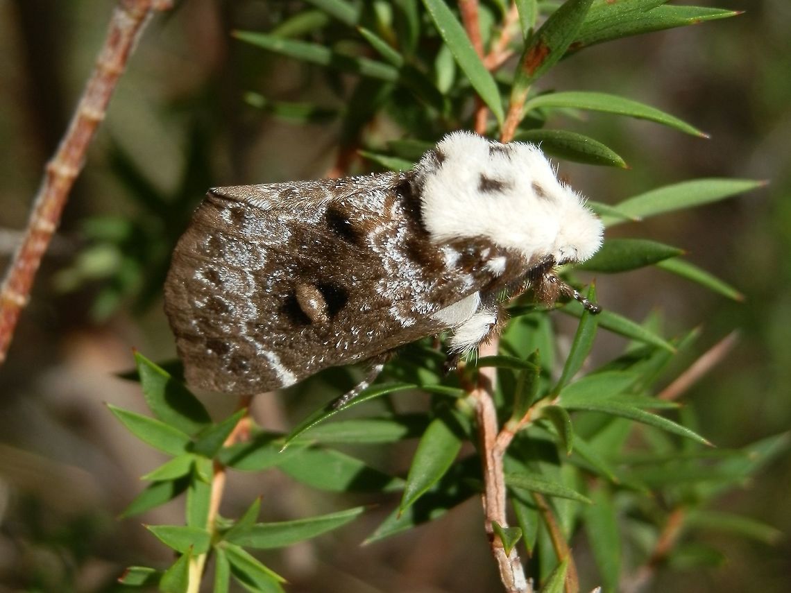 Crexa Moth - female (Genduara punctigera) A brown moth with attractive white, grey and black patterns and a wing span of about 40 mm. Wings were tented, with a white tipped abdomen just visible at the rear end. The head and thorax was covered with dense short white setae with the thorax showing three dark spots. The antennae were dark and feathery. The underside of the wings appeared to be of a similar colour as the upper side and the abdomen showed bands of sooty brown and white.<br />
Both male and female moths of the species have feathery antennae. Australia,Genduara punctigera,Geotagged,Summer