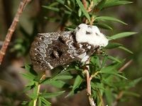 Crexa Moth - female (Genduara punctigera) A brown moth with attractive white, grey and black patterns and a wing span of about 40 mm. Wings were tented, with a white tipped abdomen just visible at the rear end. The head and thorax was covered with dense short white setae with the thorax showing three dark spots. The antennae were dark and feathery. The underside of the wings appeared to be of a similar colour as the upper side and the abdomen showed bands of sooty brown and white.<br />
Both male and female moths of the species have feathery antennae. Australia,Genduara punctigera,Geotagged,Summer