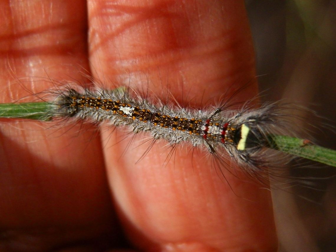 Crexa Moth Caterpillar (Genduara punctigera) Looking like a strip of beautifully embroidered silk carpet, this 25 mm long furry creature is the caterpillar of the moth featured in<br />
<figure class="photo"><a href="https://www.jungledragon.com/image/37030/crexa_moth_-_female_genduara_punctigera.html" title="Crexa Moth - female (Genduara punctigera)"><img src="https://s3.amazonaws.com/media.jungledragon.com/images/2767/37030_thumb.jpg?AWSAccessKeyId=05GMT0V3GWVNE7GGM1R2&Expires=1770854410&Signature=VpswIOkfXSPgw9J%2Ft9p6OOYbztQ%3D" width="200" height="150" alt="Crexa Moth - female (Genduara punctigera) A brown moth with attractive white, grey and black patterns and a wing span of about 40 mm. Wings were tented, with a white tipped abdomen just visible at the rear end. The head and thorax was covered with dense short white setae with the thorax showing three dark spots. The antennae were dark and feathery. The underside of the wings appeared to be of a similar colour as the upper side and the abdomen showed bands of sooty brown and white.<br />
Both male and female moths of the species have feathery antennae. Australia,Genduara punctigera,Geotagged,Summer" /></a></figure><br />
It feeds on Cherry Ballart .<br />
<figure class="photo"><a href="https://www.jungledragon.com/image/37027/cherry_ballart_exocarpos_cupressiformis.html" title="Cherry Ballart (Exocarpos cupressiformis)"><img src="https://s3.amazonaws.com/media.jungledragon.com/images/2767/37027_thumb.jpg?AWSAccessKeyId=05GMT0V3GWVNE7GGM1R2&Expires=1770854410&Signature=%2FU%2Bjqe912D23qBg7DooyVTyl2co%3D" width="200" height="150" alt="Cherry Ballart (Exocarpos cupressiformis) I've always looked for these expecting to see a "regular" cherry sized fruit but these are very small , about 1 mm long.  The swollen fruit stalk which makes the attractive red "cherry" is actually quite sweet to taste. The hard green part at the end of the cherry is the actual fruit and is inedible. Birds eat the whole fruit and thus disperse the seed. <br />
The tree looks like a cypress pine and hence the name "cupressiformis" and because the seed is apparently external to the fruit, it has been given the name "Exocarpos".<br />
The tree is indigenous to Australia and can be seen in sclerophyll forests.  In the local area, they are seen in large numbers and form food plants for insects like the pentatomid bug, Commius elegans seen here <br />
http://www.jungledragon.com/image/37021/pentatomid_bug_-_adult_commius_elegans.html Australia,Exocarpos cupressiformis,Geotagged,Winter" /></a></figure> Australia,Fall,Genduara punctigera,Geotagged