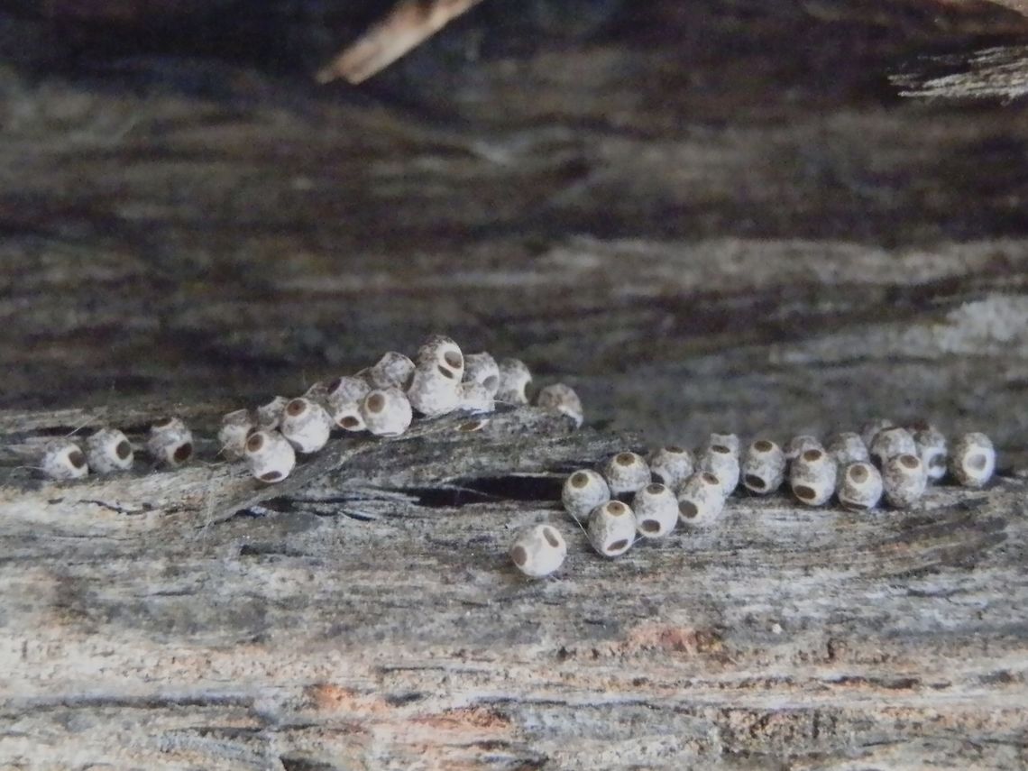 Crexa Moth eggs (Genduara punctigera) Multiple small grey brown eggs about 2mm wide in a cluster. Eggs were oblate with two white rimmed dark patches, one on top and one one the side. The latter were slightly larger in size.<br />
These are the eggs of the Crexa Moth seen here<br />
<figure class="photo"><a href="https://www.jungledragon.com/image/37030/crexa_moth_-_female_genduara_punctigera.html" title="Crexa Moth - female (Genduara punctigera)"><img src="https://s3.amazonaws.com/media.jungledragon.com/images/2767/37030_thumb.jpg?AWSAccessKeyId=05GMT0V3GWVNE7GGM1R2&Expires=1759968010&Signature=i3RaWmW9XgqOHozC47hkM%2F7DqQQ%3D" width="200" height="150" alt="Crexa Moth - female (Genduara punctigera) A brown moth with attractive white, grey and black patterns and a wing span of about 40 mm. Wings were tented, with a white tipped abdomen just visible at the rear end. The head and thorax was covered with dense short white setae with the thorax showing three dark spots. The antennae were dark and feathery. The underside of the wings appeared to be of a similar colour as the upper side and the abdomen showed bands of sooty brown and white.<br />
Both male and female moths of the species have feathery antennae. Australia,Genduara punctigera,Geotagged,Summer" /></a></figure> Australia,Genduara punctigera,Geotagged,Winter