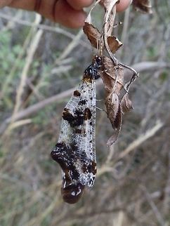 Angle winged antlion