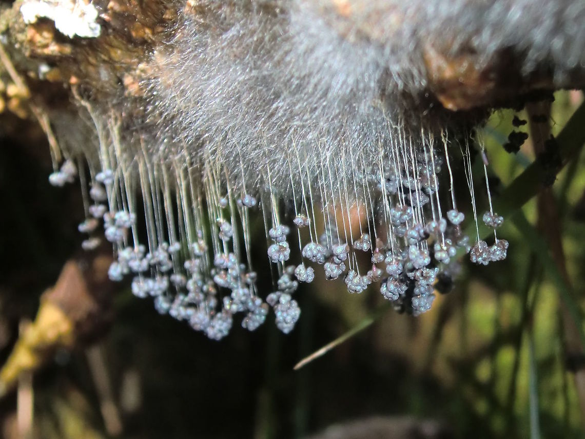 Myxogastria (Badhamia utricularis) Looking like a layer of fuzz at first sight, this slime mold was growing on the underside of a very damp eucalyptus log. The individual structures were not discernible so it was a wonderful surprise when I could view them in the photos  later.<br />
The filamentous structures were about 10 mm long and hanging at the ends were clusters of purplish sporangia with white dusting of lime on the outer surface. the sporangia (spore sacs) would have been about .5 to 1 mm in diameter.<br />
The stiff whitish hairs on the wood are pin mold (fungus) and not related to slime mold.<br />
<br />
Some of the photo is unclear, sorry about that - I had great difficulty getting access to the slime mold and was totally sodden and covered by small leeches by the time I finished photographing them.<br />
This was a wonderful and lucky find for me and I wonder if I&#039;ll ever see this again ! Australia,Badhamia utricularis,Geotagged,Summer