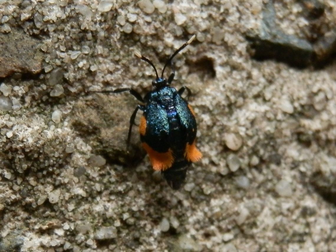 Lichen case Moth - female (Cebysa leucotelus) This tiny moth (about 8 mm) with shimmering bluish black wings with bright yellow markings along the costa and the submarginal areas. The wings looked only partially extended giving the body a humped appearance. The head, thorax and abdomen were black. Antennae appeared scaly and had white tips. Legs were long and scaly with bands of white on the fore legs.<br />
The female of the species is not able to fly but her long legs enable her to move fast on the ground. She moved with jerky movements. Females are said to have a long ovipositor ( looking like a sharp pointy shaft at the rear end) but I did not see any - ? retractable.<br />
Here is the male of the species<br />
<figure class="photo"><a href="https://www.jungledragon.com/image/37098/lichen_case_moth_-male_cebysa_leucotelus.html" title="Lichen Case Moth -male (Cebysa leucotelus)"><img src="https://s3.amazonaws.com/media.jungledragon.com/images/2767/37098_thumb.jpg?AWSAccessKeyId=05GMT0V3GWVNE7GGM1R2&Expires=1770854410&Signature=DCRUTuXcjK40qTwQSVy6cgr7AbE%3D" width="200" height="150" alt="Lichen Case Moth -male (Cebysa leucotelus) This handsome moth was about 10 mm long with dark wings with yellow mottling. The costa had small patches of bright yellow at regular intervals. the antennae were brown and feathery. Males have fully developed wings and can fly. the females have stunted wings and are not able to fly.<br />
The female of this moth can be seen here<br />
http://www.jungledragon.com/image/37097/lichen_case_moth_-_female_cebysa_leucotelus.html Australia,Cebysa leucotelus,Fall,Geotagged" /></a></figure> Australia,Cebysa leucotelus,Fall,Geotagged