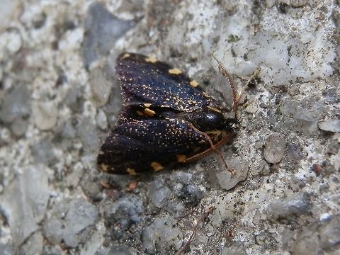 Lichen Case Moth -male (Cebysa leucotelus) This handsome moth was about 10 mm long with dark wings with yellow mottling. The costa had small patches of bright yellow at regular intervals. the antennae were brown and feathery. Males have fully developed wings and can fly. the females have stunted wings and are not able to fly.
The female of this moth can be seen here
http://www.jungledragon.com/image/37097/lichen_case_moth_-_female_cebysa_leucotelus.html Australia,Cebysa leucotelus,Fall,Geotagged