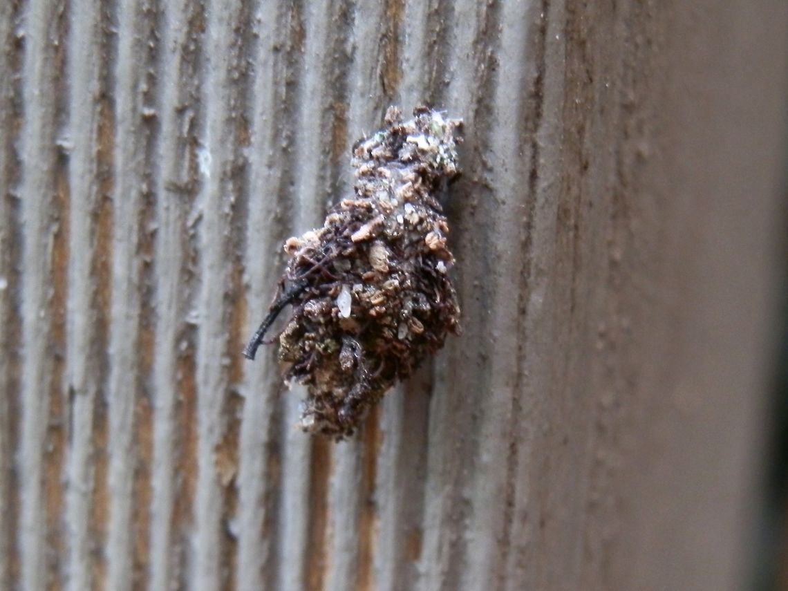 Lichen Case Moth Larva (Cebysa leucotelus) The larva of the Lichen Case Moth grows to about 20 mm in length. It lives in a silken bag covered with debris. The larva is head-down in the silken bag and feeds on lichen growing on wood or rocks.  It s a fast mover but stays well camouflaged, melding int o the background. This larva was spotted in September about 6 months after which, both a female and male moth were seen in the same area.<br />
The male and female moths can be seen here:<br />
<figure class="photo"><a href="https://www.jungledragon.com/image/37098/lichen_case_moth_-male_cebysa_leucotelus.html" title="Lichen Case Moth -male (Cebysa leucotelus)"><img src="https://s3.amazonaws.com/media.jungledragon.com/images/2767/37098_thumb.jpg?AWSAccessKeyId=05GMT0V3GWVNE7GGM1R2&Expires=1759968010&Signature=kPm2QJvo77zSrwhNorY9rsqbXN8%3D" width="200" height="150" alt="Lichen Case Moth -male (Cebysa leucotelus) This handsome moth was about 10 mm long with dark wings with yellow mottling. The costa had small patches of bright yellow at regular intervals. the antennae were brown and feathery. Males have fully developed wings and can fly. the females have stunted wings and are not able to fly.<br />
The female of this moth can be seen here<br />
http://www.jungledragon.com/image/37097/lichen_case_moth_-_female_cebysa_leucotelus.html Australia,Cebysa leucotelus,Fall,Geotagged" /></a></figure><br />
<figure class="photo"><a href="https://www.jungledragon.com/image/37097/lichen_case_moth_-_female_cebysa_leucotelus.html" title="Lichen case Moth - female (Cebysa leucotelus)"><img src="https://s3.amazonaws.com/media.jungledragon.com/images/2767/37097_thumb.jpg?AWSAccessKeyId=05GMT0V3GWVNE7GGM1R2&Expires=1759968010&Signature=zNMmYljF62A4Qn1F5fSGDI39sN4%3D" width="200" height="150" alt="Lichen case Moth - female (Cebysa leucotelus) This tiny moth (about 8 mm) with shimmering bluish black wings with bright yellow markings along the costa and the submarginal areas. The wings looked only partially extended giving the body a humped appearance. The head, thorax and abdomen were black. Antennae appeared scaly and had white tips. Legs were long and scaly with bands of white on the fore legs.<br />
The female of the species is not able to fly but her long legs enable her to move fast on the ground. She moved with jerky movements. Females are said to have a long ovipositor ( looking like a sharp pointy shaft at the rear end) but I did not see any - ? retractable.<br />
Here is the male of the species<br />
http://www.jungledragon.com/image/37098/lichen_case_moth_-male_cebysa_leucotelus.html Australia,Cebysa leucotelus,Fall,Geotagged" /></a></figure> Australia,Cebysa leucotelus,Geotagged,Winter