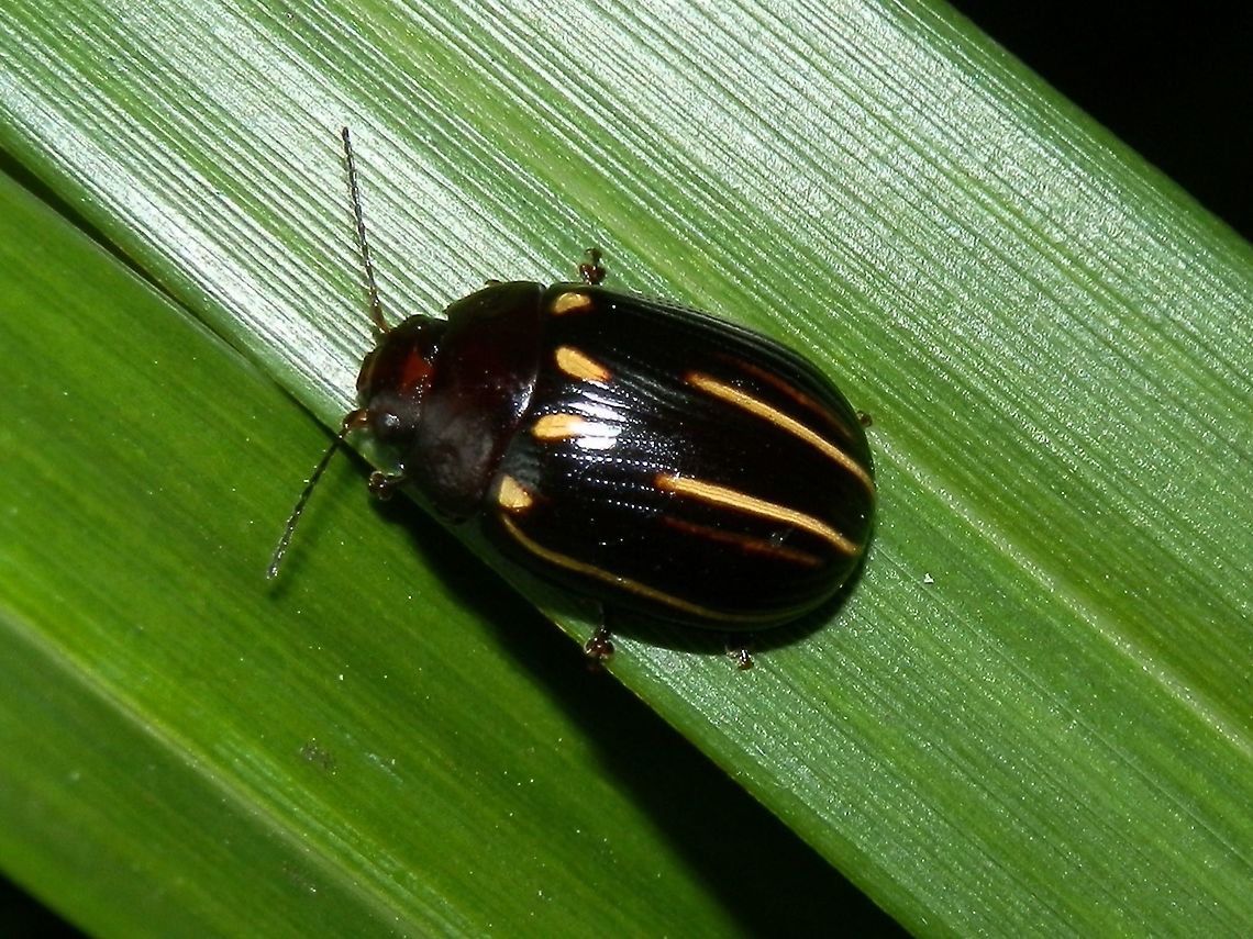 Chrysomelid Beetle (Paropsisterna lineata) A small dark beetle ( about 15 mm long) with thin pale yellow streaks on elytra. A small red triangle was seen on the vertex between the eyes. Pronotum was plain and dark.<br />
 Australia,Geotagged,Paropsisterna,Paropsisterna lineata,Spring