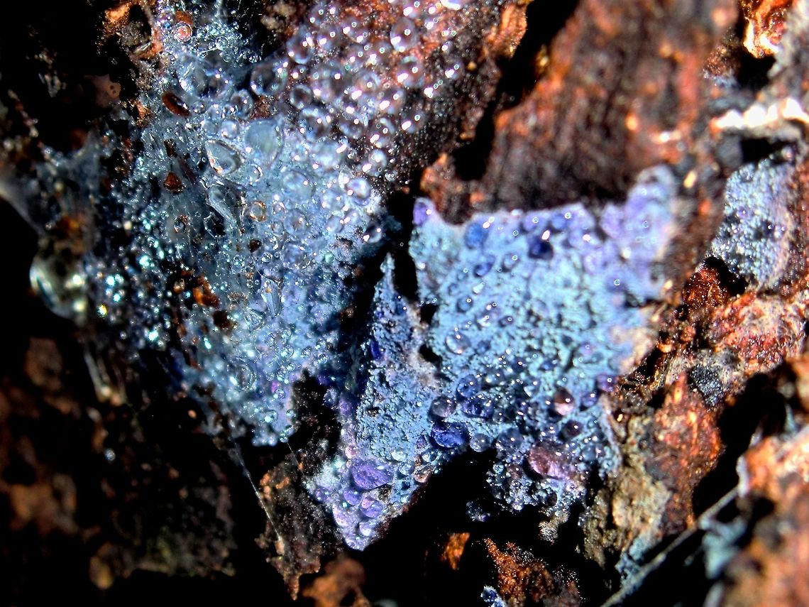 Blue Crust Fungus (Amaurodon viridis) Small velvety patches and veins of crust fungus in beautiful shades of blue in a tree hollow. The surface was covered with beads of moisture.<br />
The colour was dramatically beautiful against the gnarly yellow and deep brown of the tree bark. Amaurodon viridis,Australia,Blue-green crust fungus,Geotagged,Winter