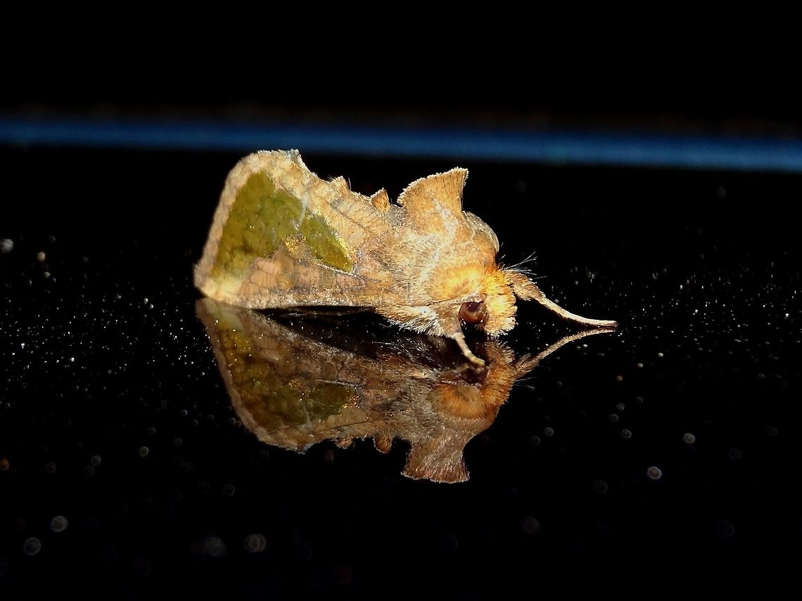 Soybean Looper This attractive Noctuid moth  was about 22 mm long with tented-up wings. The thorax and legs had dense brown setae. Arising from the thorax was a dense brush-like plume of setae and smaller tufts were seen along the back. The wings had beautiful brown patterns along the margins, while most of the wing was a shimmering olive-green. Eyes were prominent and antennae swept back.<br />
First spotted in Australia in 1976, it is well and truly settled here ! Australia,Geotagged,Summer,Thysanoplusia orichalcea