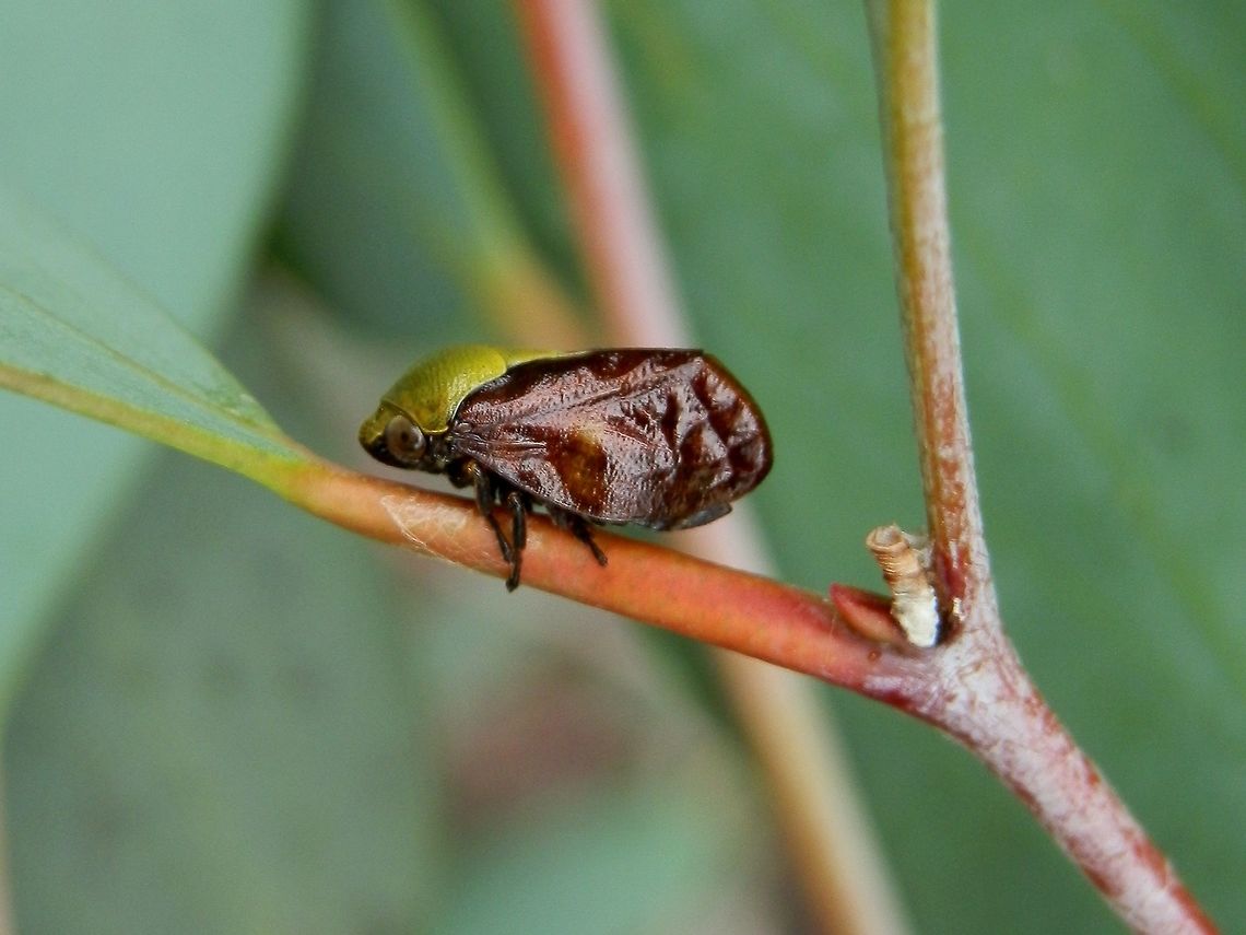 Tube Spittlebug -female (Chaetophyes compacta) A female tube spittle bug about 5 mm long. It had a lime green head and thorax and deep brown tented-up wings and legs. A spittle tube  with an open free end can be seen at the axil of the leaf . This tube is calcareous and made by the spittlebug nymph which remains immersed in the fluid filled tube.  The nymph is thus protected from predation and dehydration. The nymphs feed on plant sap. Australia,Chaetophyes compacta,Geotagged,Spring