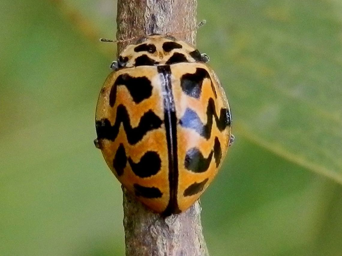 Southern Ladybird (Cleobora mellyi) A bright orange-yellow beetle, about 5 to 6 mm long, with black wavy markings like a tiger&#039;s skin on elytra and thorax. The outer margins of the elytra had a slight flare.<br />
This beetle is endemic to Tasmania. Australia,Cleobora mellyi,Geotagged,Spring