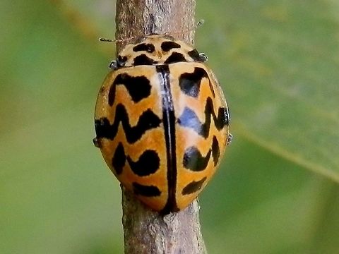 Southern Ladybird (Cleobora mellyi) A bright orange-yellow beetle, about 5 to 6 mm long, with black wavy markings like a tiger's skin on elytra and thorax. The outer margins of the elytra had a slight flare.
This beetle is endemic to Tasmania. Australia,Cleobora mellyi,Geotagged,Spring