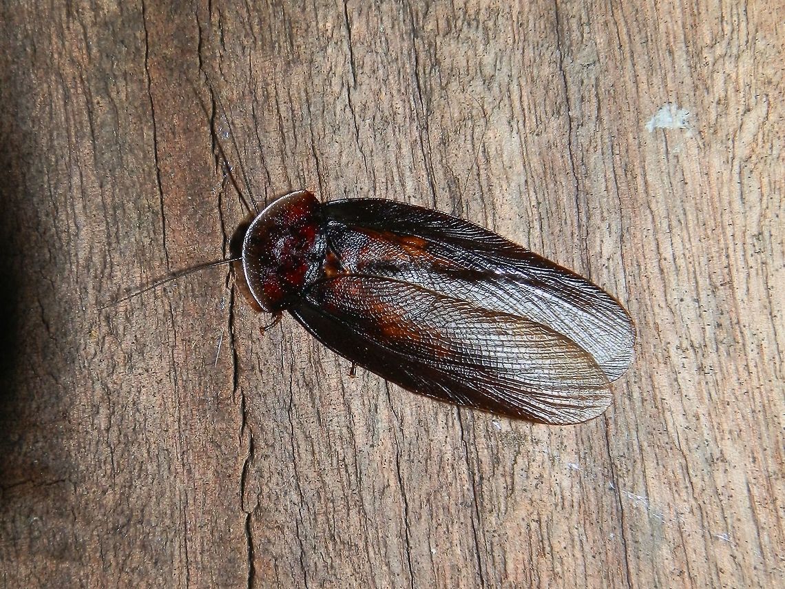 Bark Cockroach -Male (Laxta granicollis) An Australian native, this reddish brown very flat cockroach was about 25 mm long. The wings had a beautiful venation. The thoracic &quot;shield&quot; had a semi-lunar anterior margin which was slightly paler in colour.<br />
The females are wingless and look like trilobites. as can be seen here.<br />
<figure class="photo"><a href="https://www.jungledragon.com/image/37209/trilobite_roach_female_laxta_granicollis.html" title="Trilobite roach female (Laxta granicollis)"><img src="https://s3.amazonaws.com/media.jungledragon.com/images/2532/37209_thumb.JPG?AWSAccessKeyId=05GMT0V3GWVNE7GGM1R2&Expires=1759968010&Signature=thRgatAiLxXS84Pkp0%2B7cX54FRY%3D" width="200" height="150" alt="Trilobite roach female (Laxta granicollis) About 22mm long, very hard and flat and looking very trilobytish.<br />
Hiding under some firewood in an outer urban back yard.<br />
Also called &#039;Bark roaches&#039; these are also notable for their communal behaviour.<br />
Here&#039;s the male with wings http://www.jungledragon.com/image/37208/bark_cockroach_-male_laxta_granicollis.html Australia,Bark cockroach,Geotagged,Laxta granicollis,Spring" /></a></figure><br />
These cockroaches live in colonies and feed on wood fibre. Australia,Bark cockroach,Geotagged,Laxta granicollis,Spring