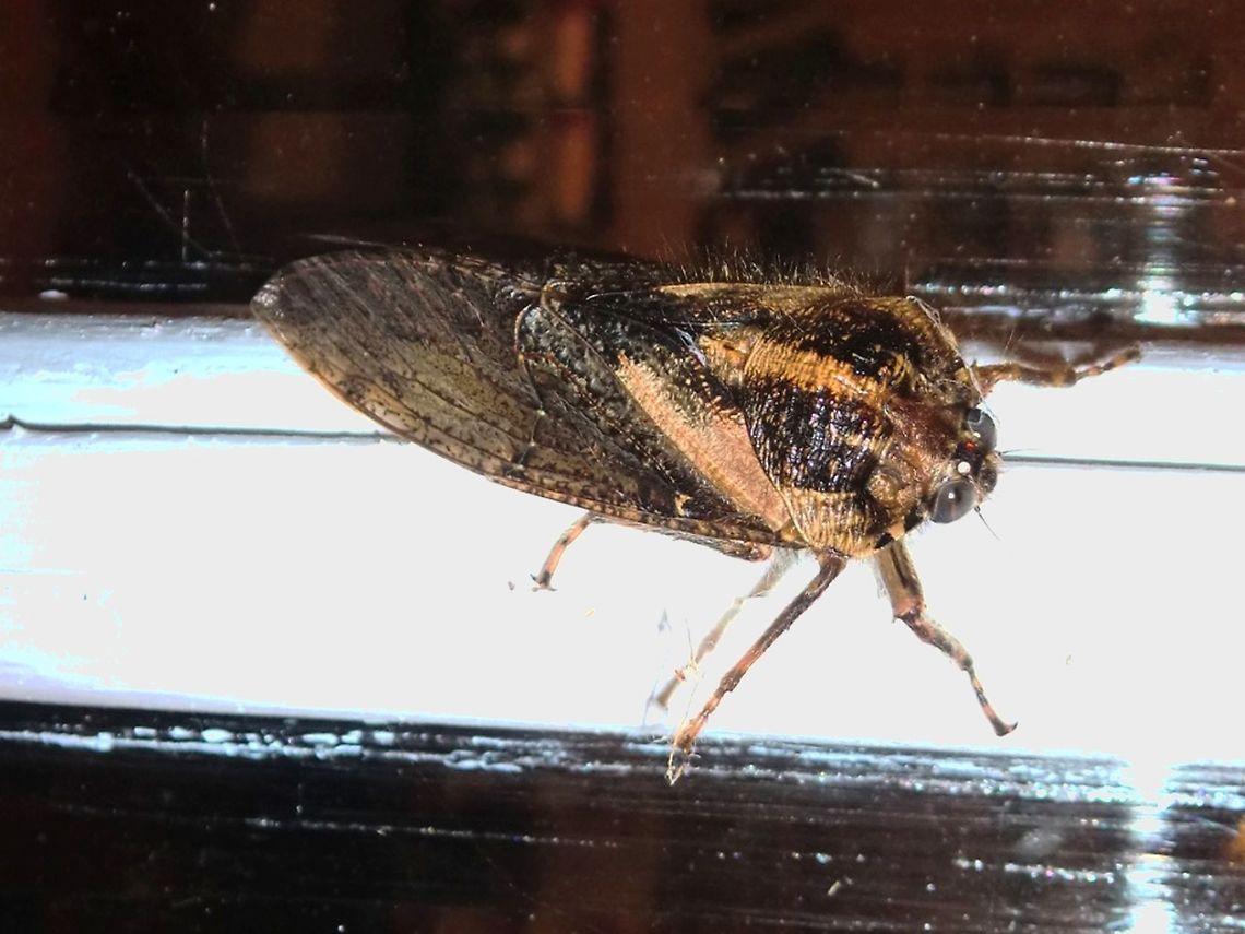 Hairy Cicada (Tettigarcta crinita) A dark brown cicada about 50 mm long. Had prominent close set eyes and a prominent pronotum. Central and lateral patches of pale orange-cream were seen running down the pronotum. Basal part of the wings also showed pale patches. Besides these features, the pronotum appeared to be "hairy" hence the common name.<br />
This species is seen in wet sclerophyll forest and subalpine snow gum woodland.<br />
They belong to the primitive cicada family of Tettigarctidae and Tettigarcta is the only genus. At a glance, Hairy Cicadas can be distinguished from other cicadas by their close set eyes and prominent pronotum. It is reported that this species is not capable of producing audible sounds. Both sexes vibrate their tymbals. The sound is transmitted through the substrate and picked up by special sensory organs in all legs, called empodia. This adaptation is absent in the Cicadidae. This cicada is active in colder months. Alpine Hairy Cicada,Australia,Fall,Geotagged,Tettigarcta crinita