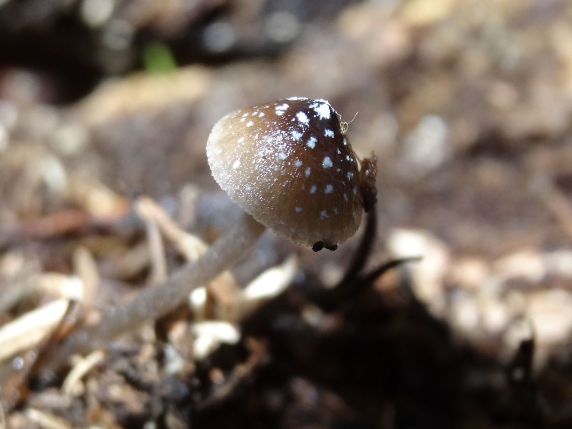Nargan's Bonnet  (Mycena nargans) This pretty mycena had a cap about 10mm wide. The dark cone-shaped cap had pale margins. The significant feature of this mycena is the white flecks on the cap. gills were white and the slightly flecked stipe had a tinge of grey.<br />
Spotted growing in woody debris in a damp gully.<br />
The white flecks disappear with age, making identification difficult. Australia,Fall,Geotagged,Mycena nargan