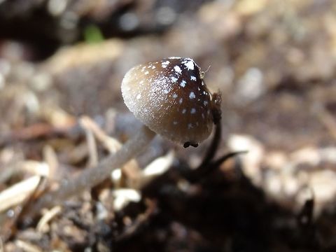 Nargan's Bonnet  (Mycena nargans) This pretty mycena had a cap about 10mm wide. The dark cone-shaped cap had pale margins. The significant feature of this mycena is the white flecks on the cap. gills were white and the slightly flecked stipe had a tinge of grey.
Spotted growing in woody debris in a damp gully.
The white flecks disappear with age, making identification difficult. Australia,Fall,Geotagged,Mycena nargan