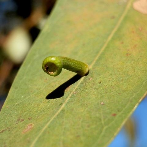 Eriococcid gall - male (Apiomorpha conica) A tubular leaf gall with a flared, rounded open free end. about  12 mm long.  This gal would have been induced by the male gall-forming scale insect of the Eriococcidae family. Male insects are winged unlike females and they leave the gall in search of a female which they have to do fairly quickly as they live for just one day. Apiomorpha conica,Australia,Fall,Geotagged,galls