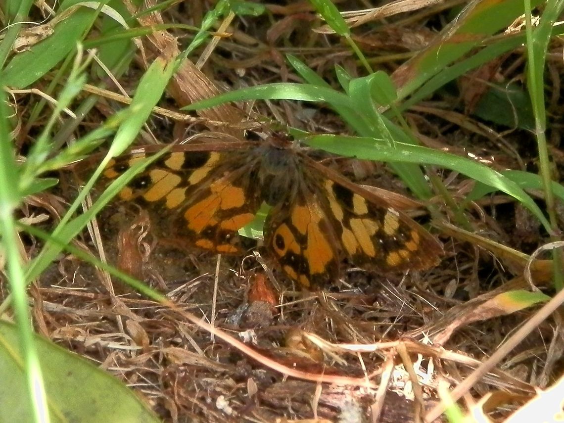 Cyril's Brown (Argynnina cyrila) An attractive brown  butterfly with a wingspan of about 40 mm. Both wings showed splashes of yellow with a slight difference in tone; the fore wings were lighter than the hind wings. Each fore wing had three minute white dots and each hind wing had an eye-spot.<br />
This butterfly was not as easy to spot as the common brown. As it was very alert and did not rest for more than a few seconds, it was also difficult to photograph.<br />
Larvae are said to feed on grass. Argynnina cyrila,Australia,Geotagged,Spring