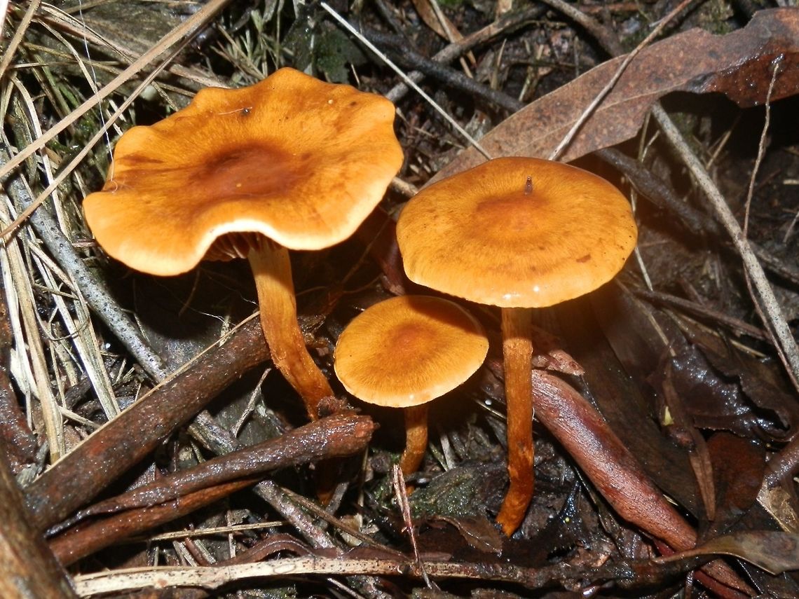 Cortinarius abnormis Mushrooms with slimy bright yellowish-orange caps about 70 mm wide. Stems were pale near the cap but stained brown through the length of it. Gills were a pale brown with dark brown specks, probably from rust-brown spores.<br />
Spotted growing in small groups on damp soil under eucalyptus trees. Australia,Cortinarius abnormis,Fall,Geotagged