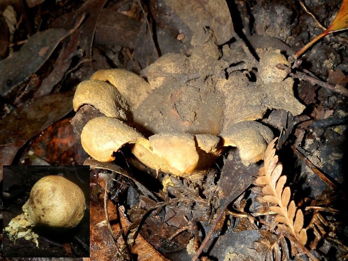 Puff Ball (Scleroderma cepa) The solitary puff ball was about 55 mm across with an outer skin that was split into recurved lobes exposing a dark brown mass of spores. In the inset is a stalked young fruiting body with a cracked outer skin indicating its maturity.<br />
Spotted on damp ground under eucalyptus trees. There were a few others well separated from each other.<br />
<br />
 Australia,Fall,Geotagged,Scleroderma cepa