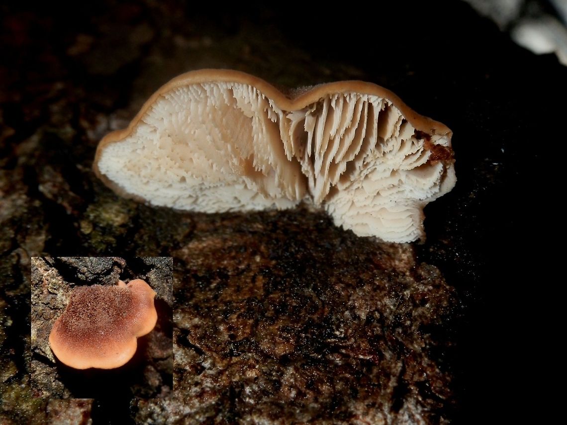 Lentinellus pulvinulus mall tan brackets with wavy margins, attached eccentrically. The tops of the caps had dark brown fuzz. The jagged edges of the pale gills is a significant feature.<br />
Spotted on a live eucalyptus tree -Stringy Bark. Australia,Fall,Geotagged,Lentinellus pulvinulus