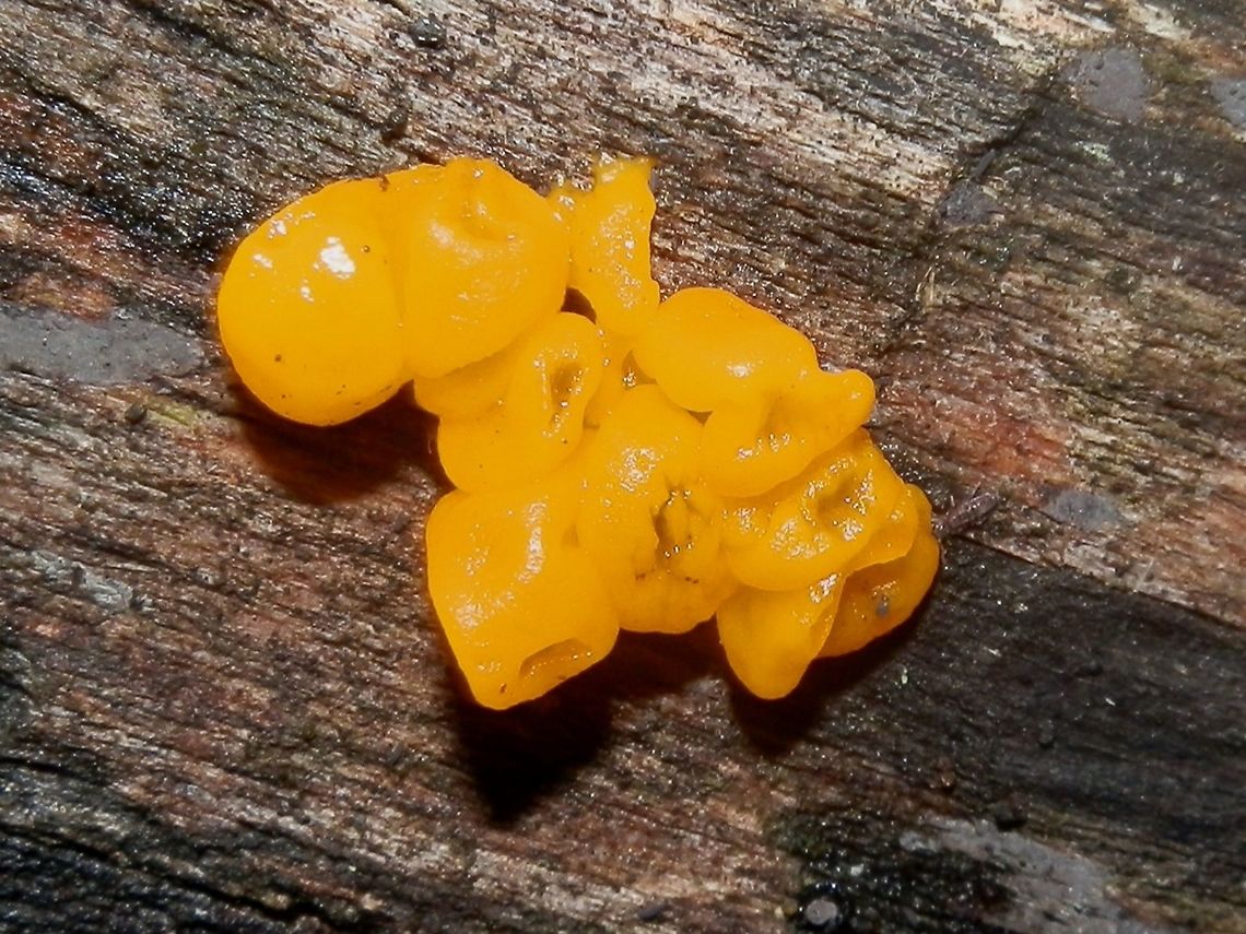 Witches' Butter (Tremella mesenterica) A small convoluted clump of translucent yellow jelly fungus. Spotted on a damp log in a mixed forest. Australia,Fall,Geotagged,Tremella mesenterica