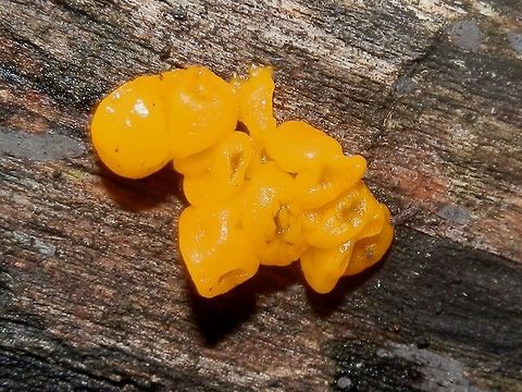 Witches' Butter (Tremella mesenterica) A small convoluted clump of translucent yellow jelly fungus. Spotted on a damp log in a mixed forest. Australia,Fall,Geotagged,Tremella mesenterica