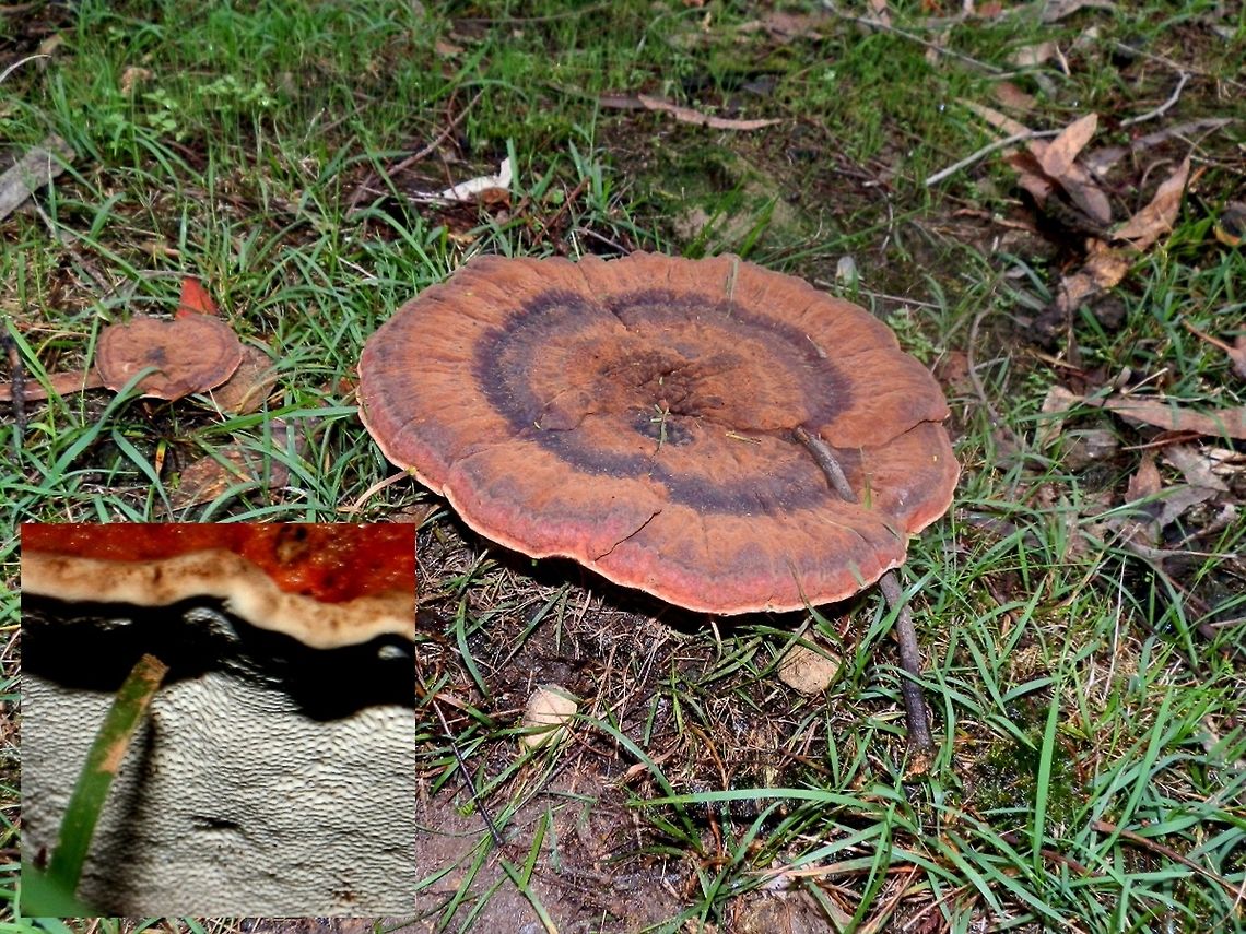 Amauroderma rude Something you can easily miss or trip over ! These are striking mushrooms with flat firm brown discs for caps. This mushroom's cap was about 7" wide, had bluish concentric rings and the margin was pale and thick.  The under surface looked chalky white with small pores (inset).  The stipe was central and a greenish-brown. A twig can be seen enveloped by the cap.<br />
Seen on the forest floor - mixed natives. Amauroderma rude,Australia,Fall,Geotagged