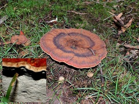 Amauroderma rude Something you can easily miss or trip over ! These are striking mushrooms with flat firm brown discs for caps. This mushroom's cap was about 7" wide, had bluish concentric rings and the margin was pale and thick. The under surface looked chalky white with small pores (inset). The stipe was central and a greenish-brown. A twig can be seen enveloped by the cap.
Seen on the forest floor - mixed natives. Amauroderma rude,Australia,Fall,Geotagged