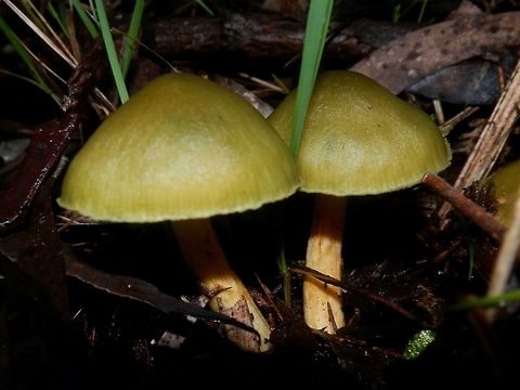 Green Skin (Dermocybe austroveneta) With beautiful fresh, lovely green caps, these mushrooms were growing on damp soil  by a walking track in a eucalyptus forest. Stipes were a creamy pale yellow as were the gills.  Australia,Cortinarius austrovenetus,Geotagged,Winter