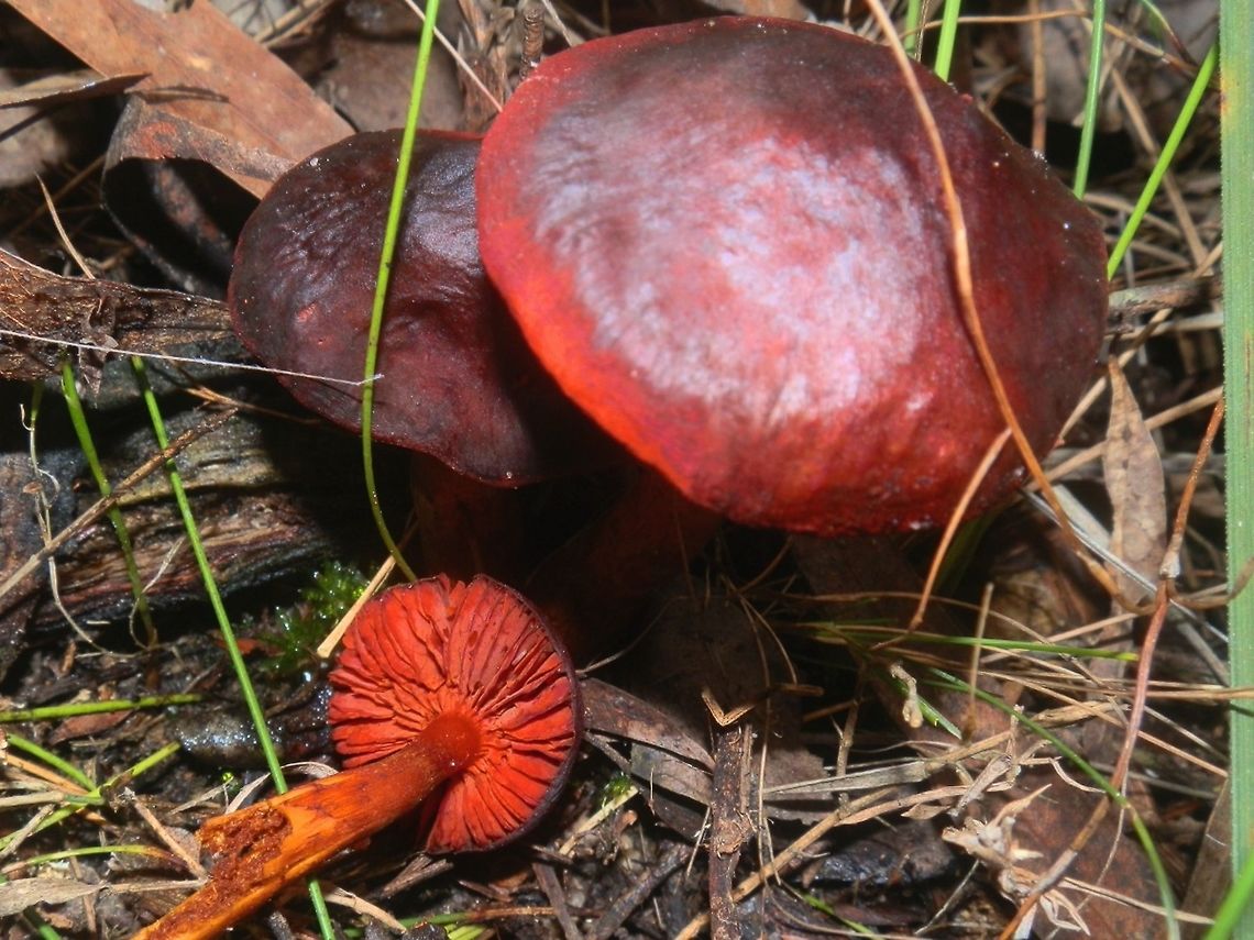 Splendid Red Skinhead ( Dermocybe splendida) These mushrooms were amazing - the red colour especially on the gill surface was stunning. The caps had a dark centre but the margins still were a vivid red.  Stems were a yellowish orange and a clear red near the cap.<br />
Found in a mixed eucalyptus and  tea-tree forest . Australia,Cortinarius splendida,Dermocybe splendida,Geotagged,Winter