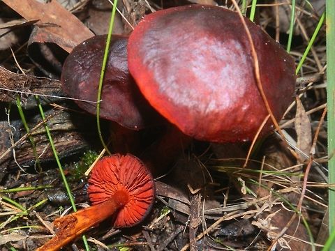 Splendid Red Skinhead ( Dermocybe splendida) These mushrooms were amazing - the red colour especially on the gill surface was stunning. The caps had a dark centre but the margins still were a vivid red.  Stems were a yellowish orange and a clear red near the cap.
Found in a mixed eucalyptus and  tea-tree forest . Australia,Cortinarius splendida,Dermocybe splendida,Geotagged,Winter