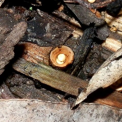 White-egg Bird's nest fungus ( Crucibulum laeve) These are the smallest of the bird's nest fungi I've seen - about 5 mm across. They had smooth inner walls and a rough furry exterior. Most of the "crucibles" had lost their peridioles but a few like in this photo had very white lentil shaped peridioles containing spores.
 Australia,Crucibulum laeve,Geotagged,Winter