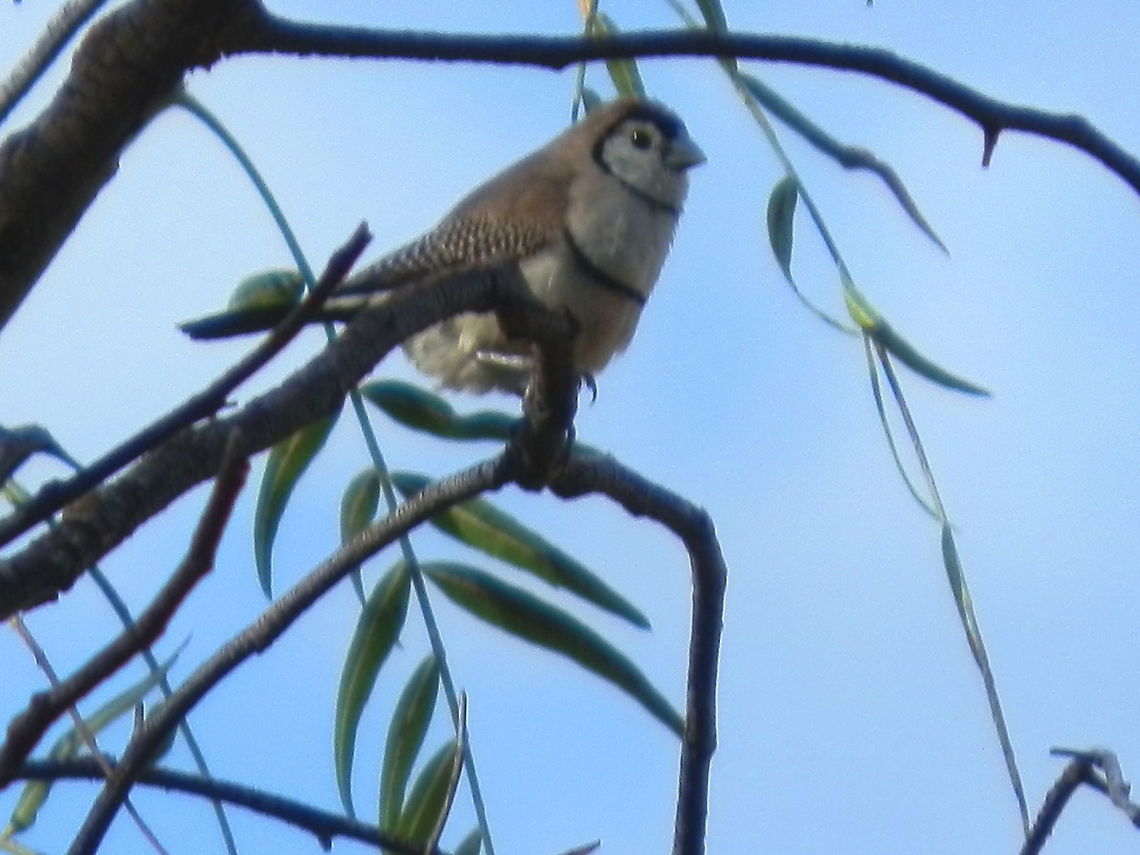 Double-barred Finch (Taeniopygia bichenovii) A very active little finch with a white face and dark eyes defined by black lines giving it an "owl-like" look. Two thin black lines were seen across the breast. Face was white and the rest of the body a pale grey with the abdomen, a creamy colour. Wing feathers were speckled. An oval-shaped nest of grass could be seen on the acacia nearby. It had an opening on the side and the birds could be seen darting in and out of this entrance.<br />
Spotted in open farmland.<br />
These finches had a nest on a prickly acacia tree opposite the pepper-corn tree on which they were resting. They were extremely busy flitting from the nest to the grasslands beyond. Bird calls were very sweet and almost entreating ! Also called Bicehno's Finch. Spotted alongside Zebra Finch, Wagtails and Superb Wrens. Australia,Double-barred Finch,Geotagged,Taeniopygia bichenovii,Winter