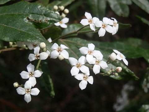 stinkwood Beautiful small bright white 4-petaled flowers on this tall shrub. Spotted in a eucalyptus forest. This shrub does not seem to attract arthropods or birds. The leaves are interesting with their long lobes. Australia,Geotagged,Spring,Tree Zieria,Zieria arborescens