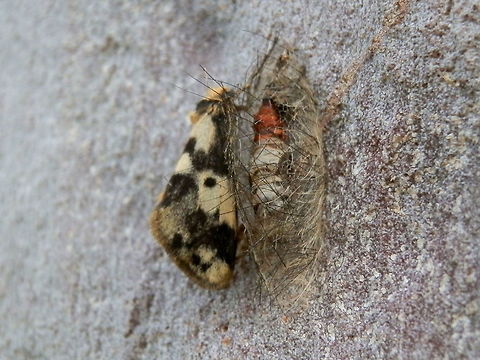 Clouded Footman/ Lichen Moth - male beside cocoon This small moth with blotches of black, cream and grey on the wings and a fuzzy yellow head has caterpillars that live on lichen. This moth appears to have emerged from the white and orange pupa with its protective outer "skin" of long hairs from the mother caterpillar.
Spotted on the trunk of a spotted gum (Corymbia maculata)
The female of the species is wingless and has been spotted beside its hairy cocoon covered with eggs. Anestia ombrophanes,Australia,Geotagged,Spring