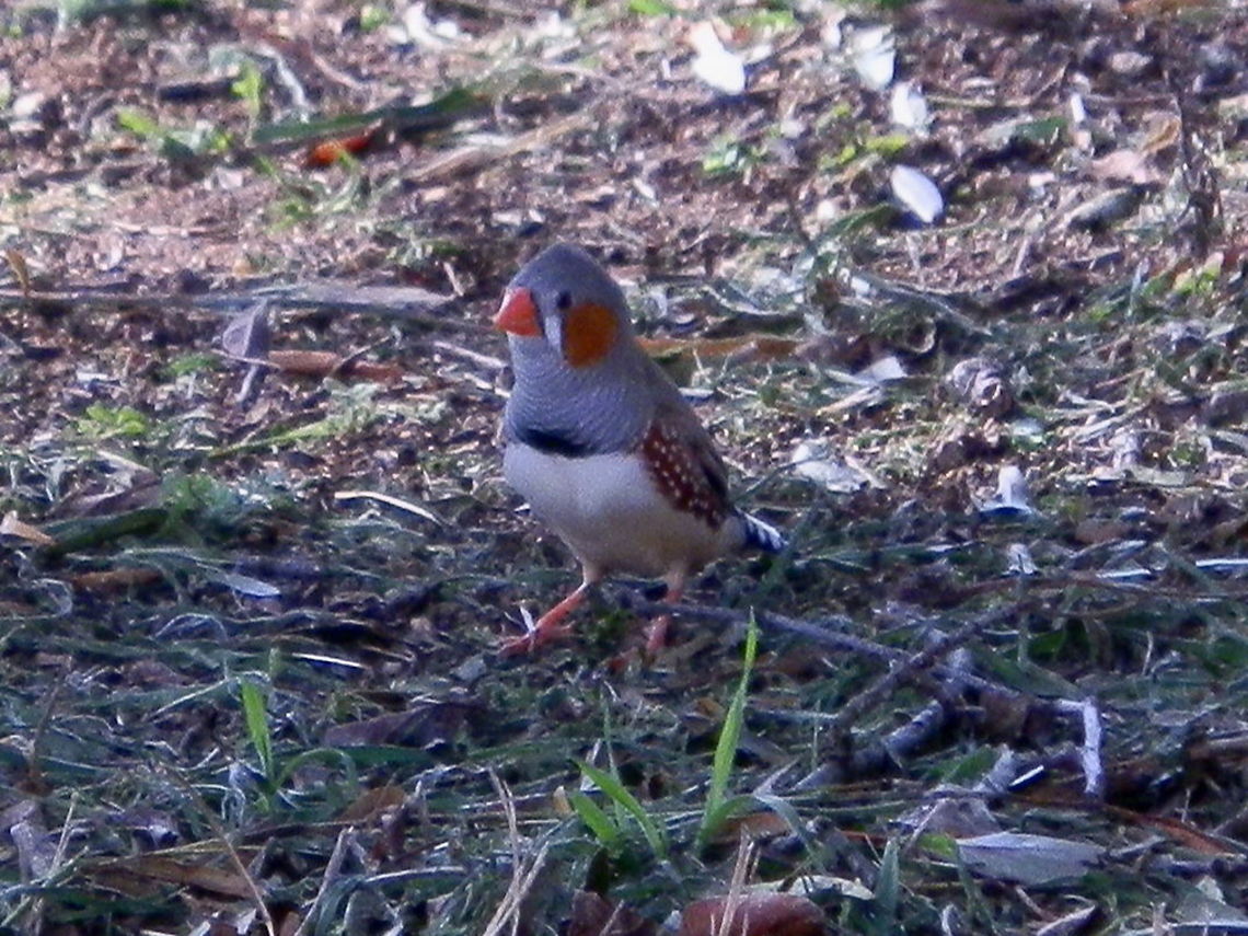 zebra Finch ( T. guttata castanotis) Small birds with bright orange bill. Head, throat and upper chest were grey. Eyes were black with a streak running down like a tear-drop. The orange (chestnut) cheeks suggest that this bird is male. Wing feathers were speckled and tail had black and white bars like a zebra.<br />
Spotted on open grasslands-sheep and cattle country. Australia,Geotagged,Taeniopygia guttata,Winter,Zebra Finch