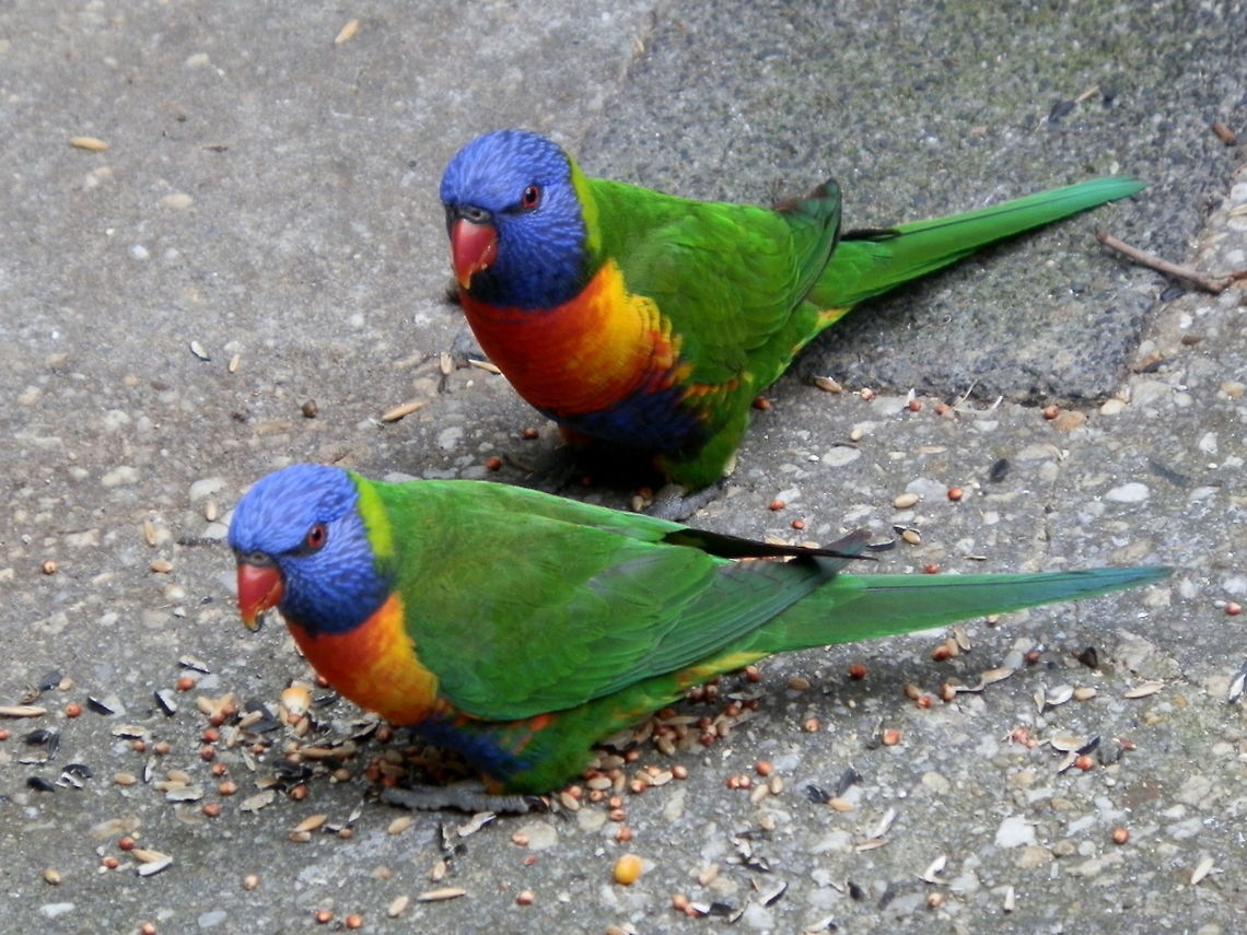 Rainbow Lorikeet (Trichoglossus haematodus) There are loads of photos of these birds but I had to put these up ! These two are regular visitors stopping by every couple of months. They are noisy and bully the other wild birds. The purplish-blue feathers around the head are fascinating- they are small and clearly defined as if they were  chiselled. Gorgeous birds - so lovely to see them flying wild ! Australia,Geotagged,Rainbow Lorikeet,Rainbow lorikeet,Spring,Trichoglossus haematodus,Trichoglossus moluccanus