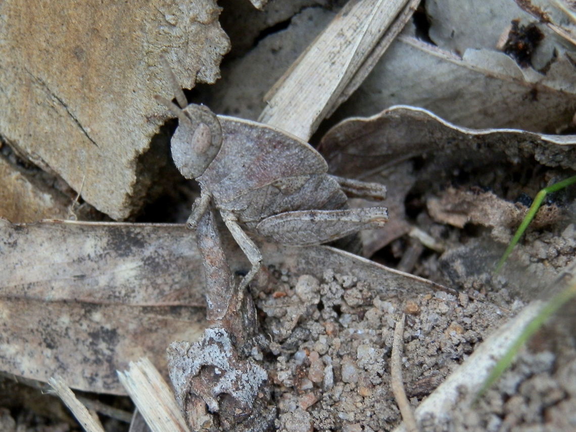 Gumleaf Grasshopper - nymph A small nymph about 30 mm long so well camouflaged that it was hard to pick it out from the surrounding dead gum leaves. The whole body was a uniform grey-brown. A midline thoracic ridge made it look a little hunched. Antennae were short and the same colour as the body.<br />
Spotted amongst gum leaf litter in a national park - Churchill Nat. Park.<br />
<br />
 Australia,Geotagged,Goniaea australasiae,Spring